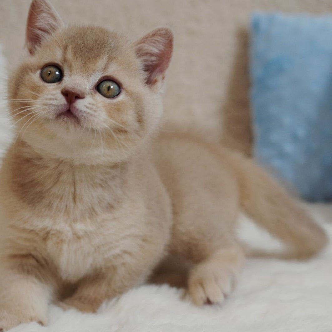 Winston British Shorthair male, fawn ticked tabby