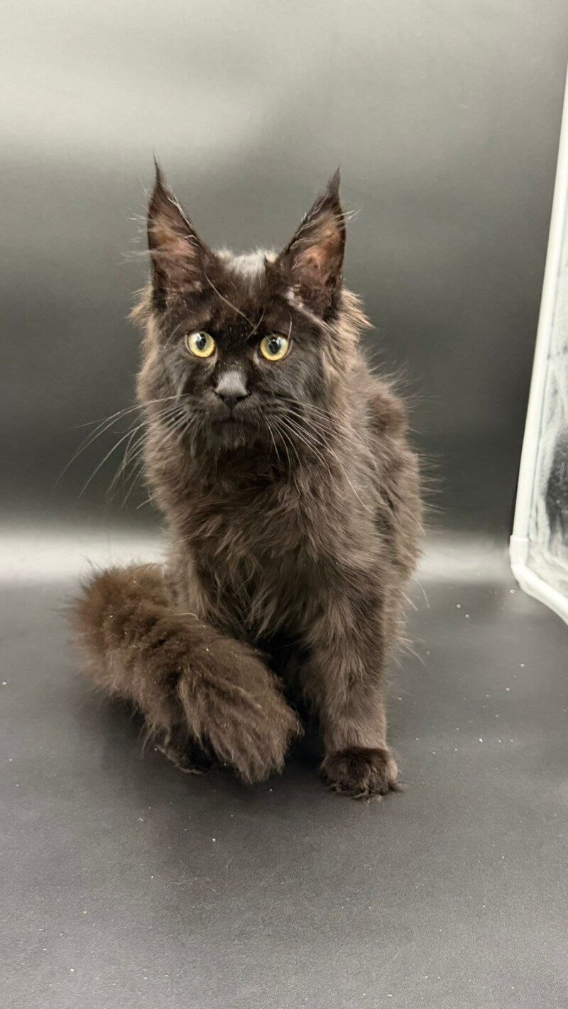 Wanda Maine Coon female, black