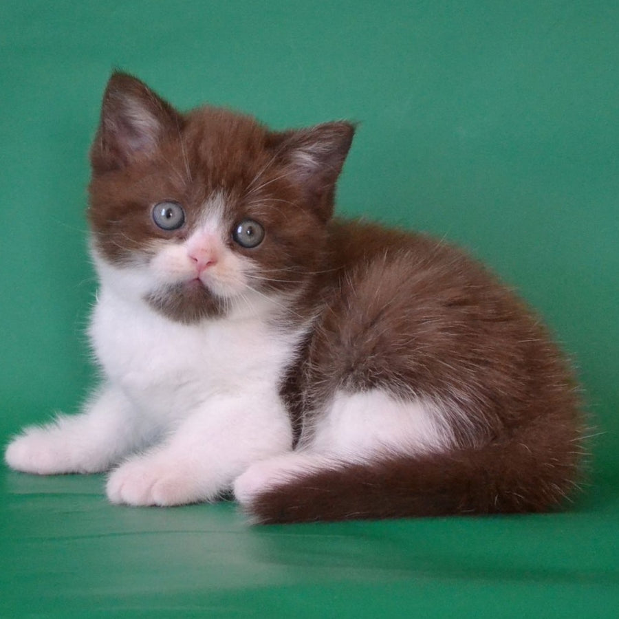 Peter Scottish Straight male, chocolate silver bicolour