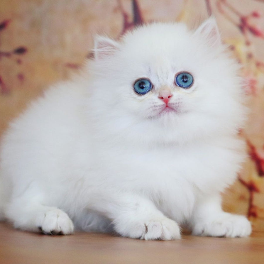 Yolanda British Longhair female, black golden shaded pointed