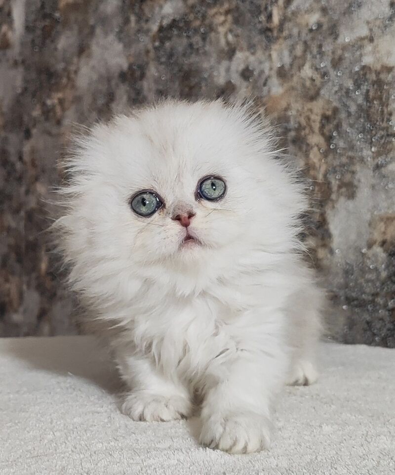 Spencer Scottish Fold male blue silver shaded - live animals