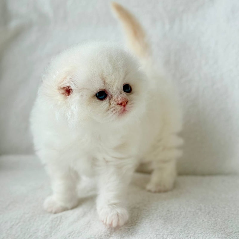 Melvan Scottish Fold male, red