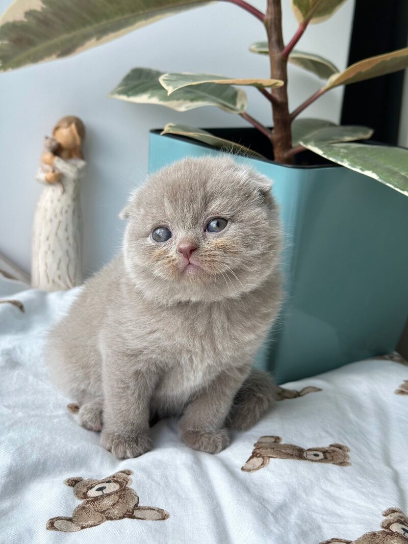 Nala Scottish Fold female, lilac