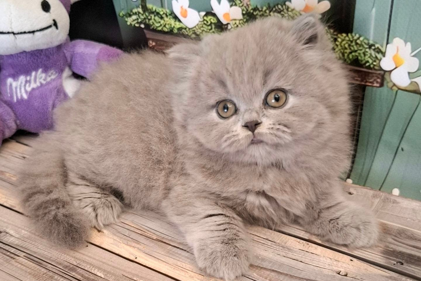 Osya British Longhair female, blue