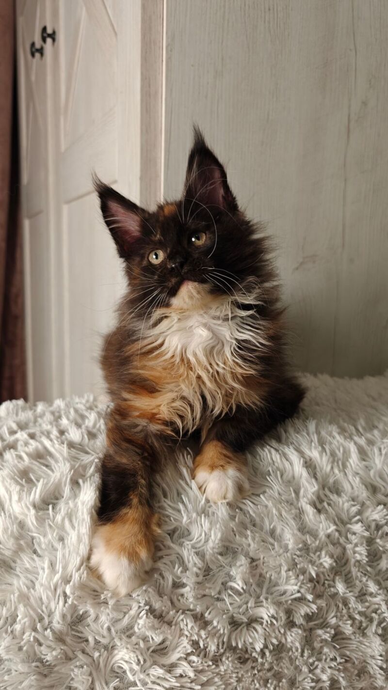 Rivera Maine Coon female black tortie bicolour live animals