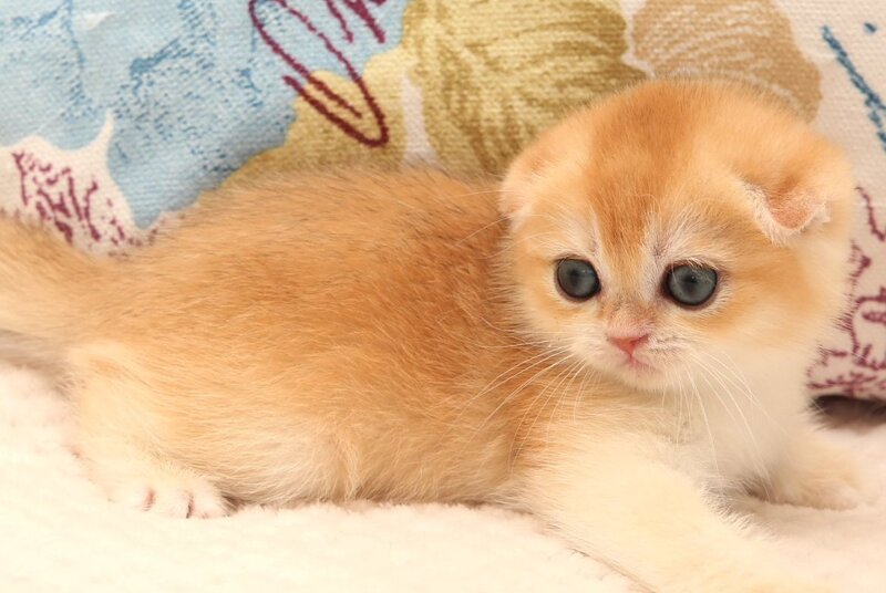 Yana Scottish Fold female black golden chinchilla - live animals