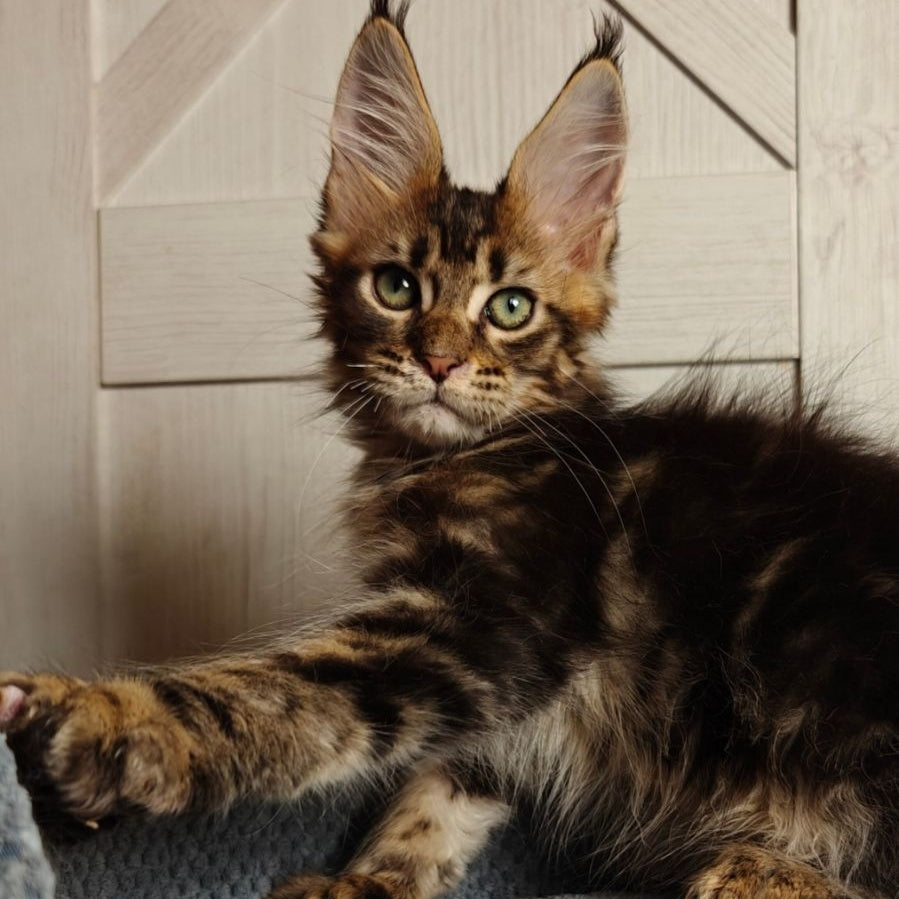 Zeppelin Maine Coon polydactyl 7x7x6x6 male, black tabby