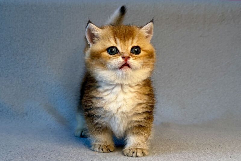 Lumiq Munchkin male black golden ticked tabby - live animals