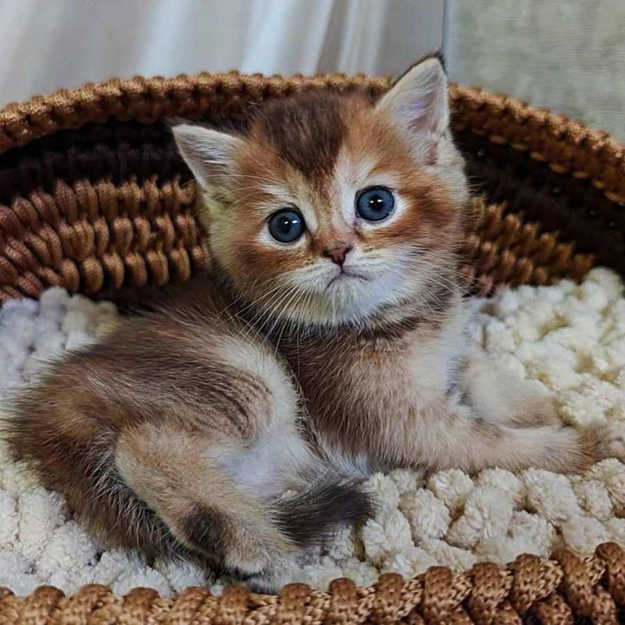 Urmala British Shorthair female, chocolate tortie ticked tabby