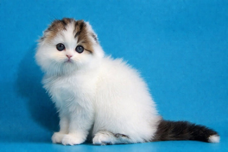 Valencia Scottish Fold female black tabby van - live animals