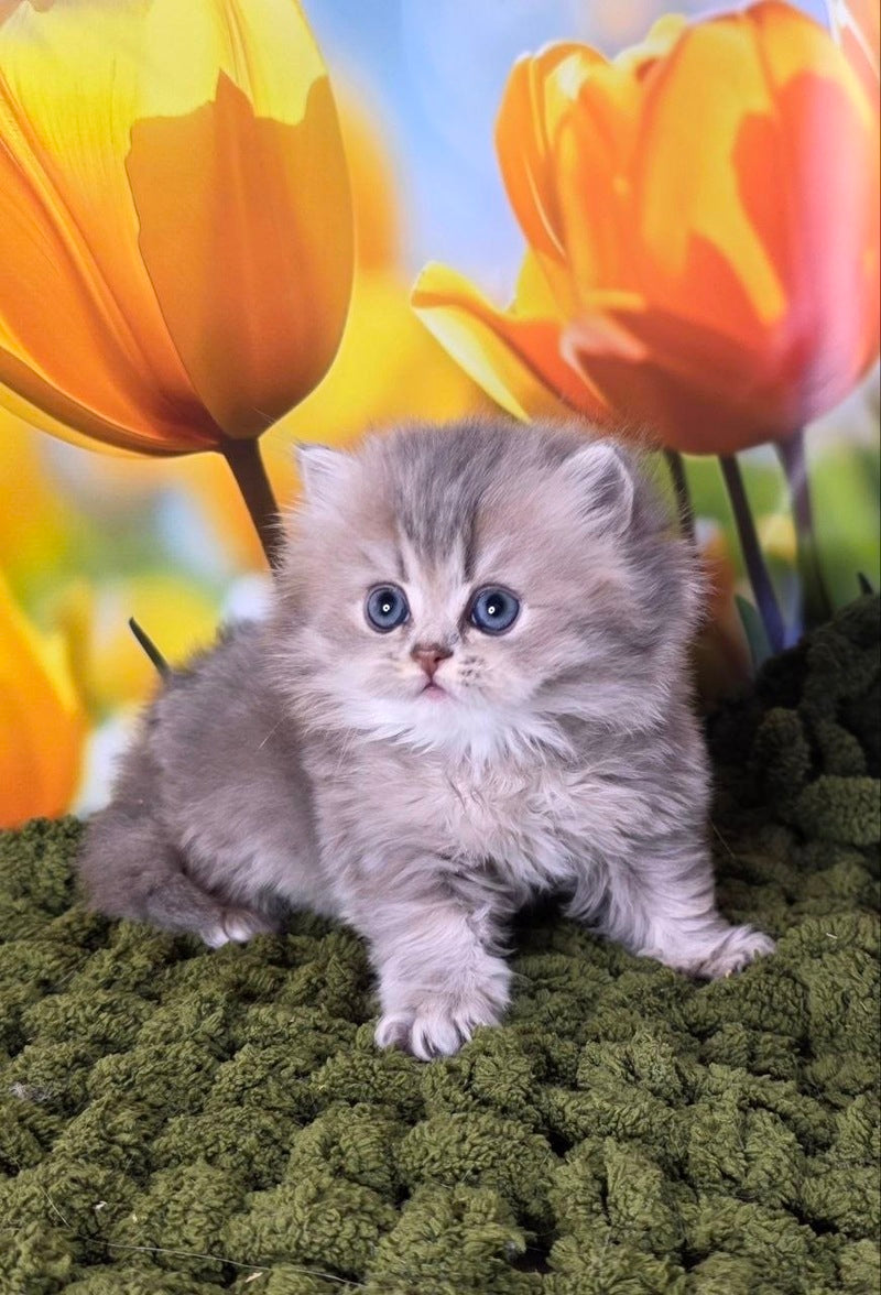 Garry British Longhair male blue golden shaded - live animals