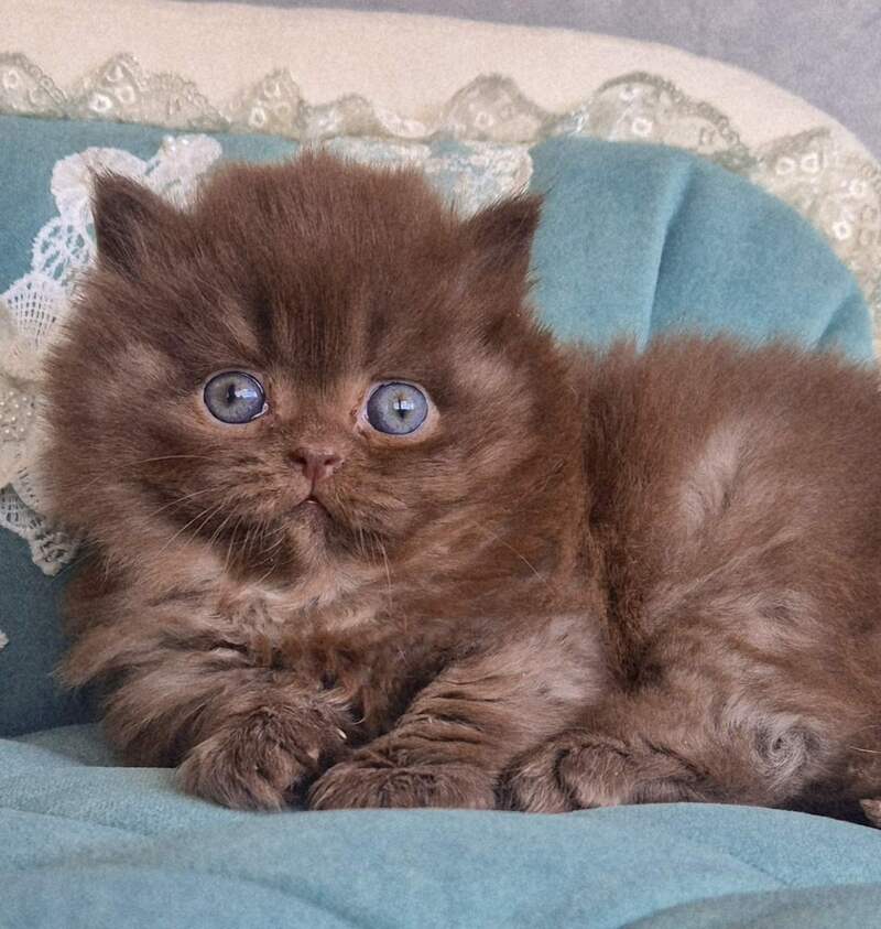 Baron British Longhair male chocolate - live animals