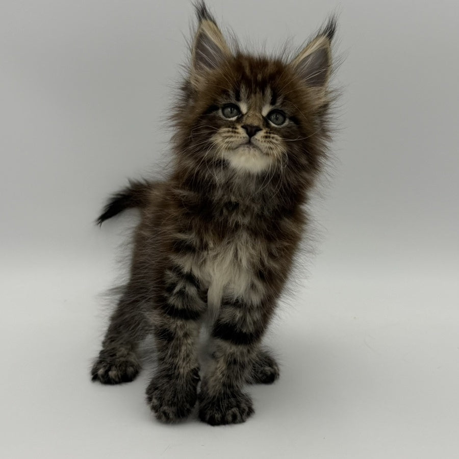 Zeus Maine Coon male, black tabby