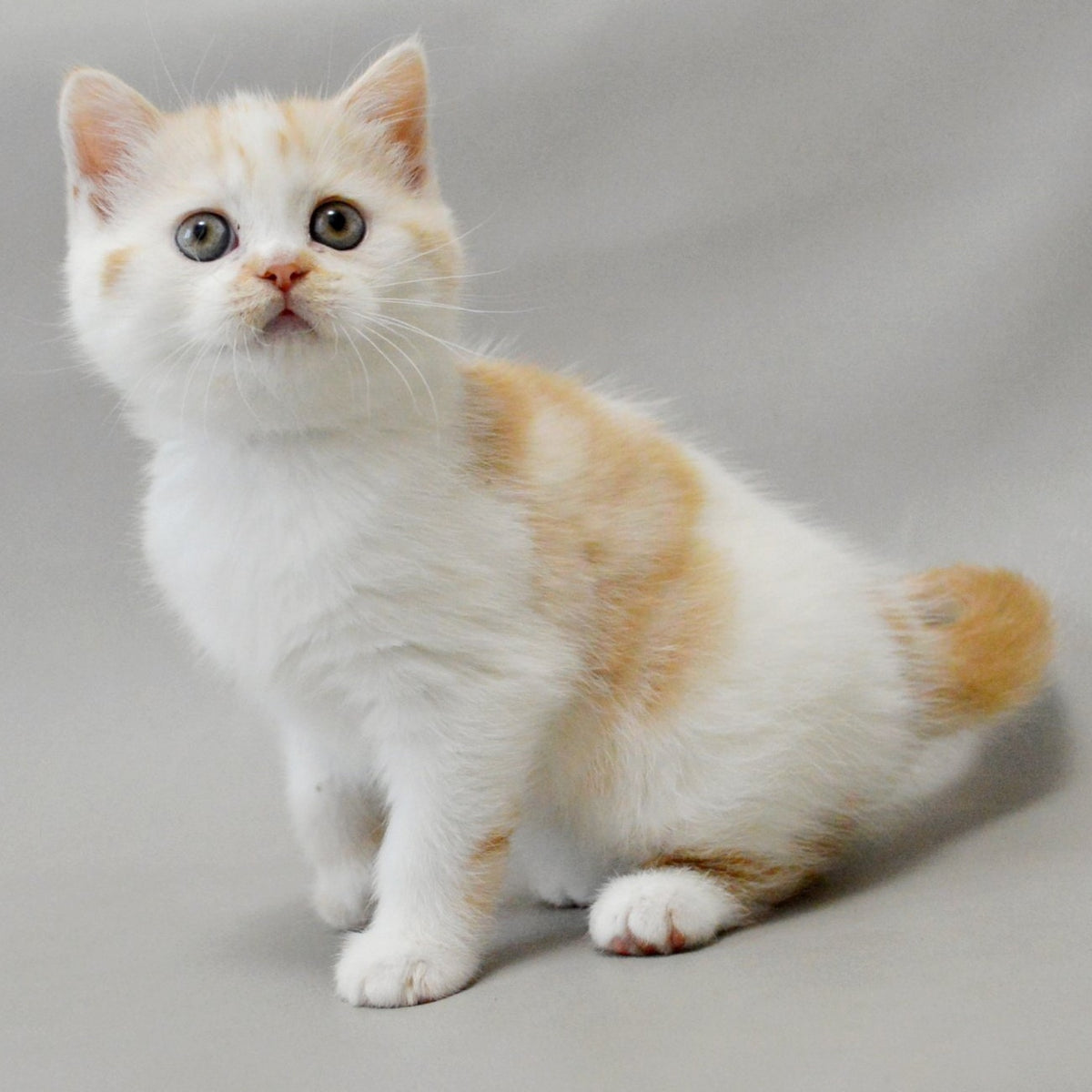 Xenia Scottish Straight female, red silver tabby bicolour