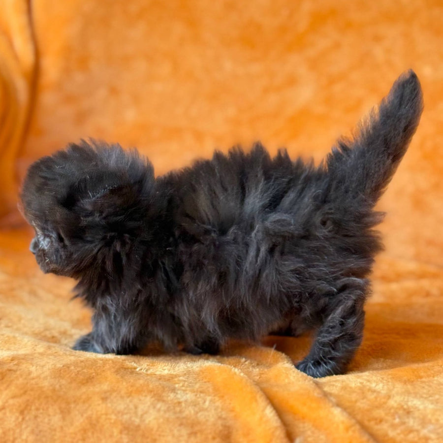 Martin Munchkin male, black