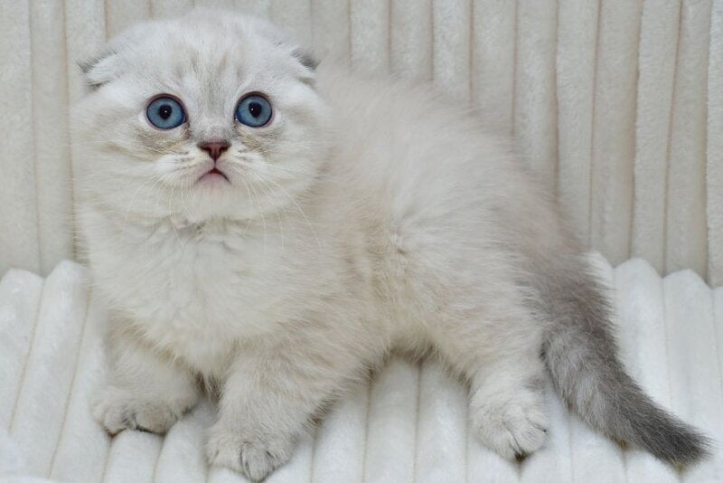 Jennifer Scottish Fold female, blue tortie tabby pointed