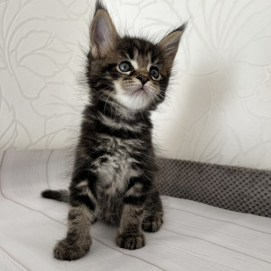 Irbus Maine Coon male, black tabby
