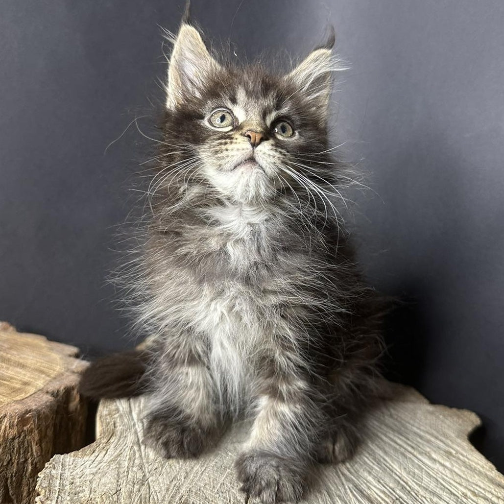 Sandra Maine Coon female, black silver ticked tabby