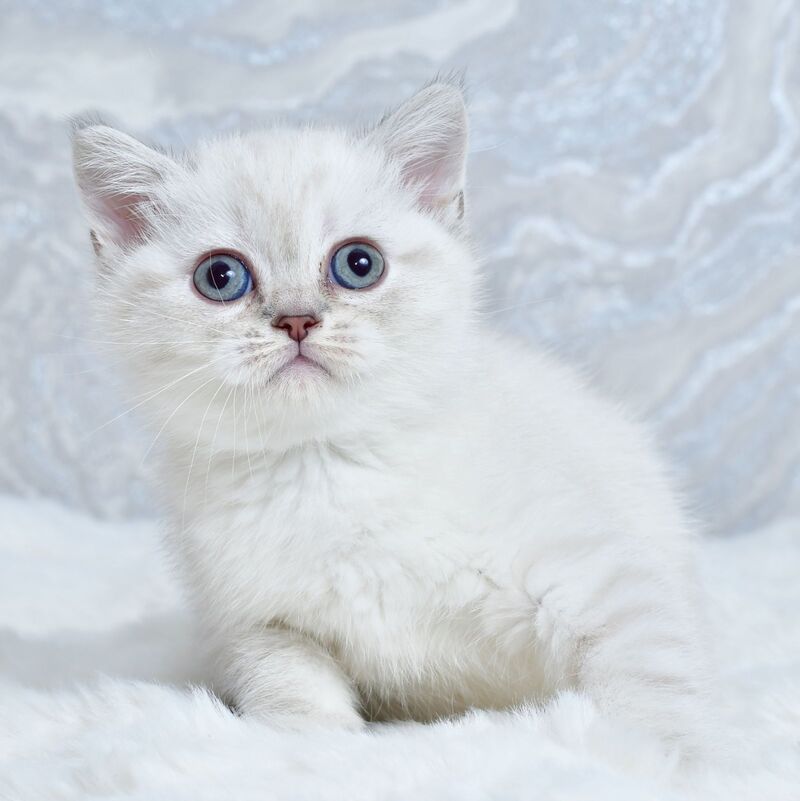 Jina Scottish Straight female blue tabby pointed - live animals