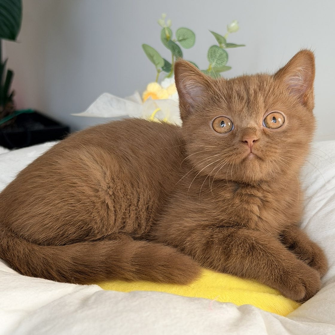 Sophie British Shorthair female, cinnamon