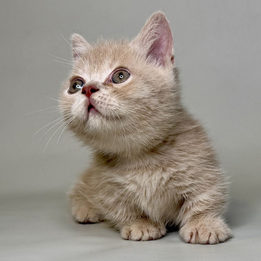 Odie Munchkin male, lilac