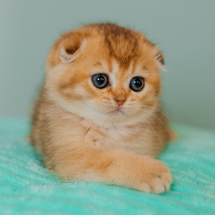Eva Scottish Fold female, black golden ticked tabby