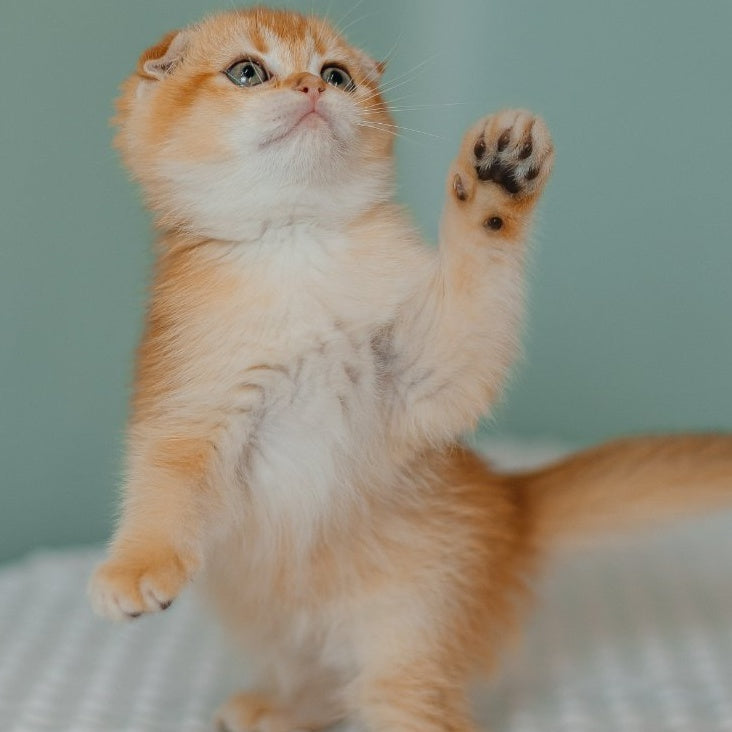 Diora Scottish Fold female, black golden chinchilla