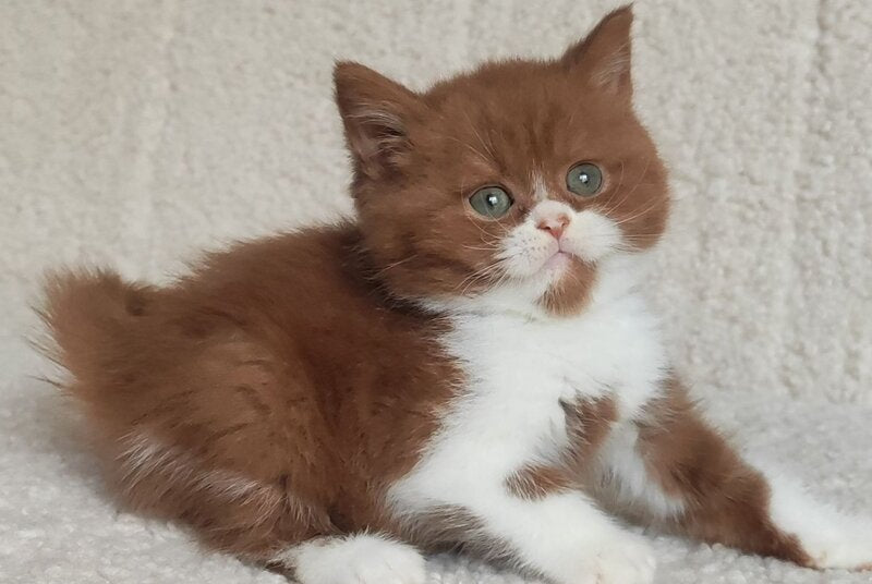West British Shorthair male cinnamon bicolour - live animals