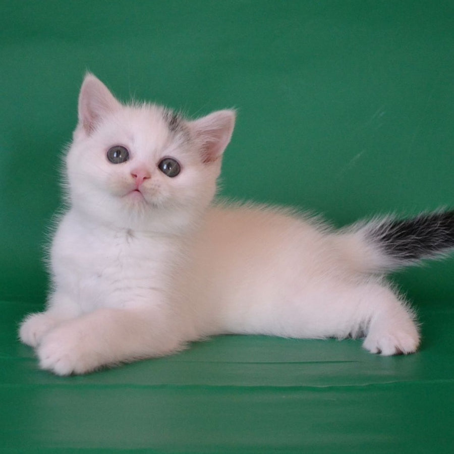 Olaf Scottish Straight male, black silver tabby van