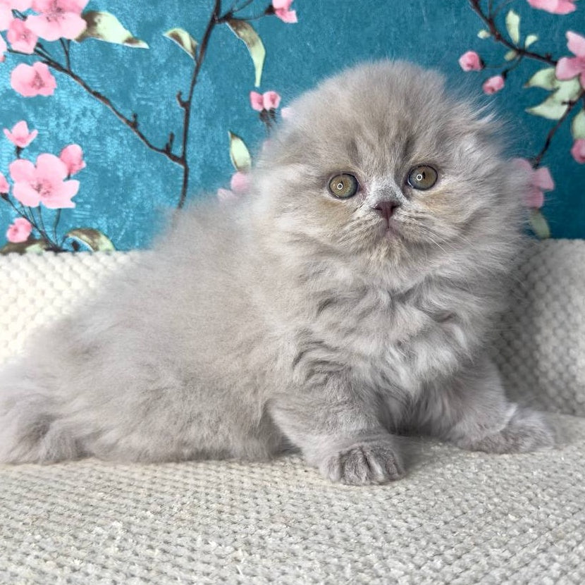 Kitty Scottish Fold female, lilac