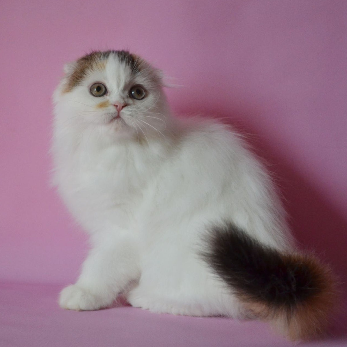Sofa Scottish Fold female, black tortie van