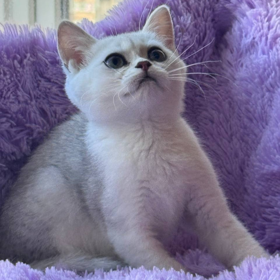 Sandra British Shorthair female, black silver shaded