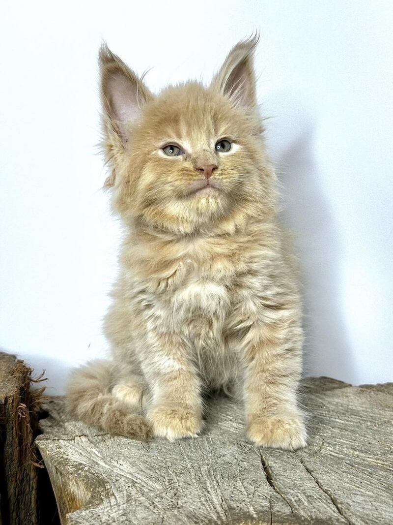 Jovani Maine Coon male cream - live animals