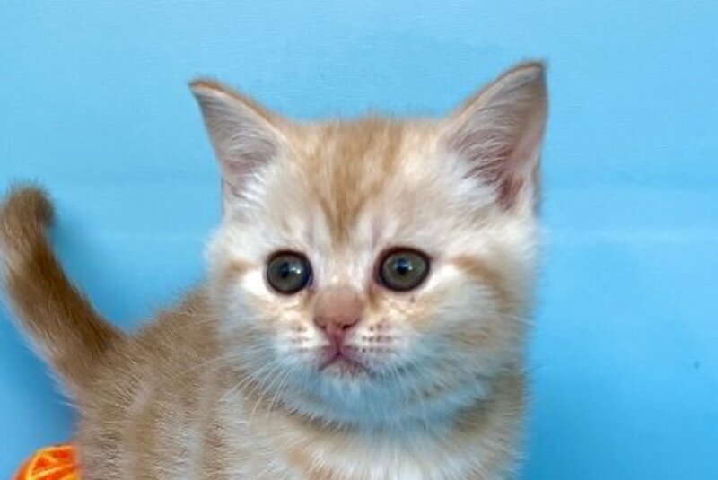 Wong-Pie British Shorthair male red silver tabby - live animals