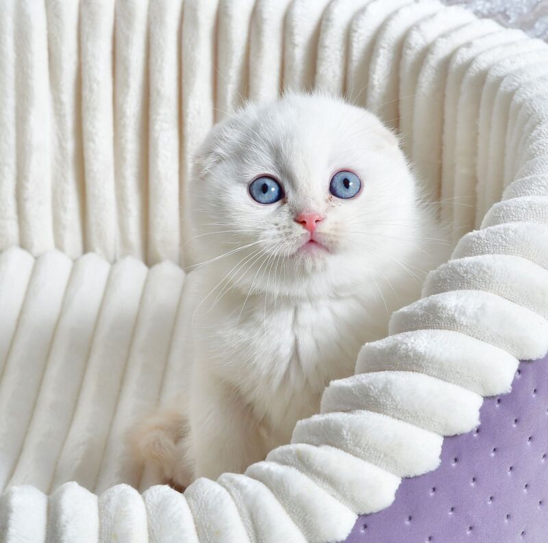 Jeff Scottish Fold male cream tabby pointed - live animals