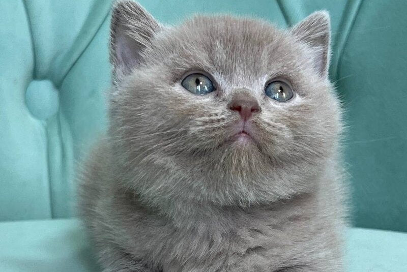 Baly Scottish Straight male, lilac