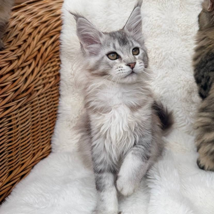 Bailey Maine Coon female, black silver ticked tabby