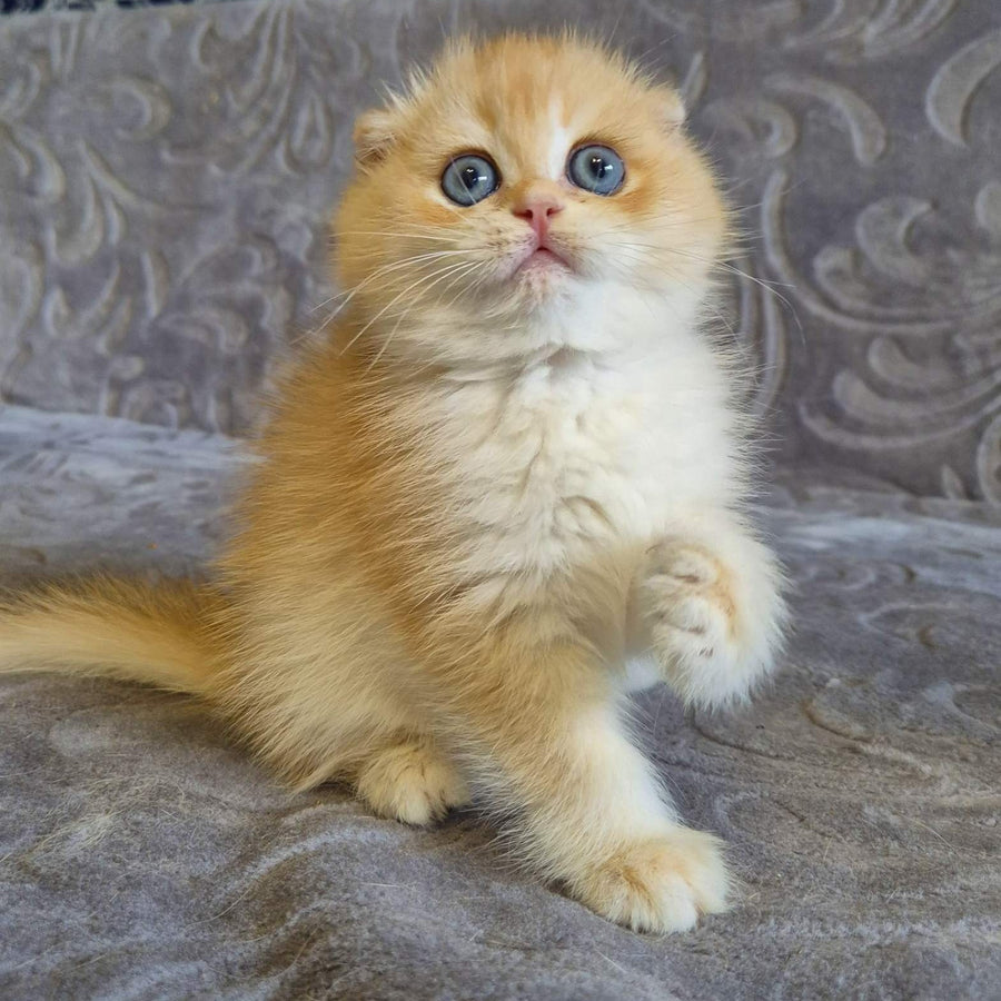Luntik Scottish Fold male, black golden chinchilla