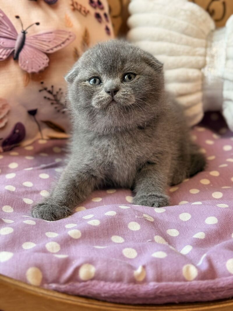 Potapuf Scottish Fold male, blue