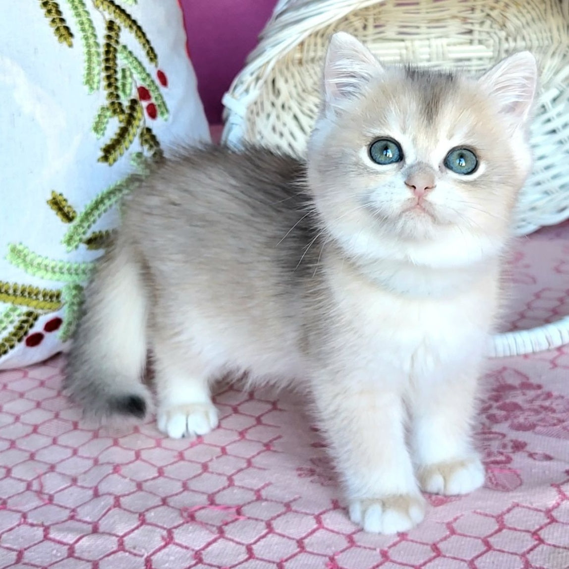 Assol British Shorthair female, blue golden chinchilla