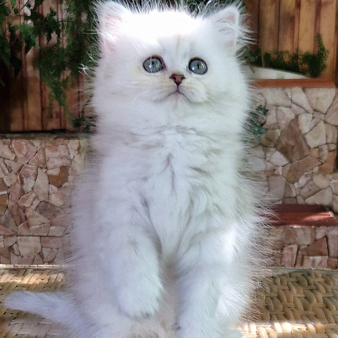 Periel British Longhair female, black silver shaded