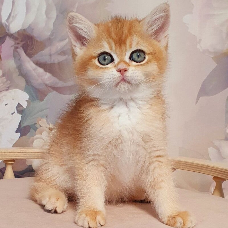 Winston British Shorthair male, black golden chinchilla