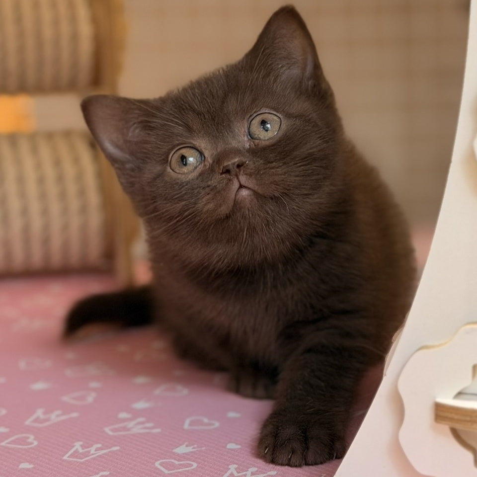 Stanley British Shorthair male, chocolate