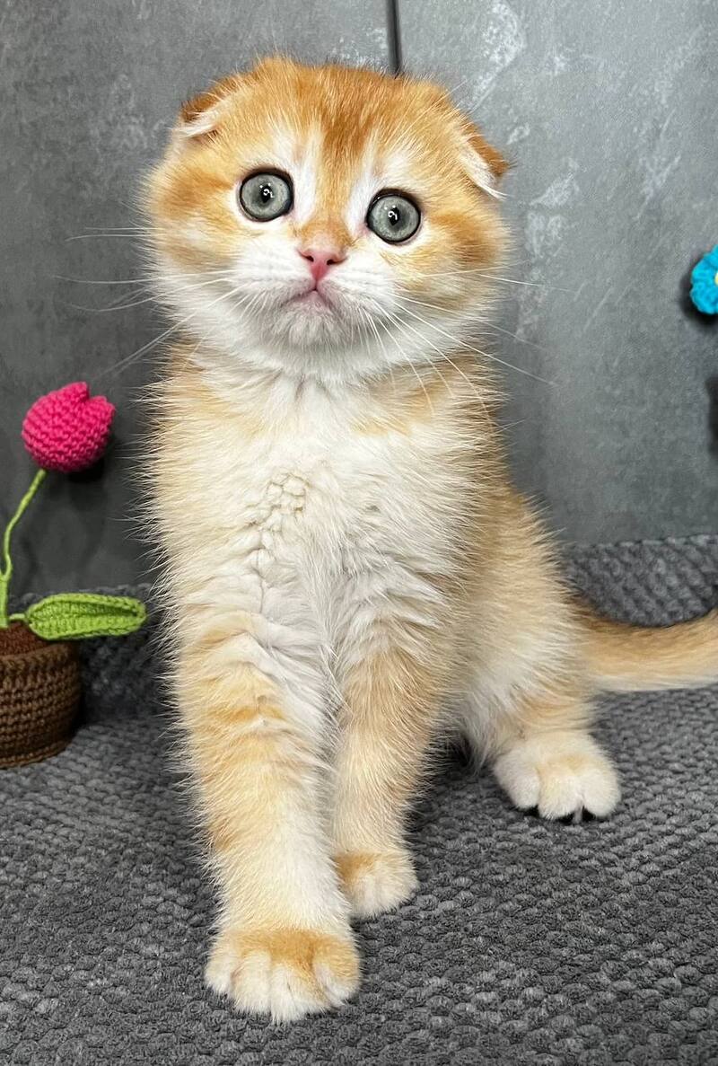 Lion Scottish Fold male black golden chinchilla - live animals