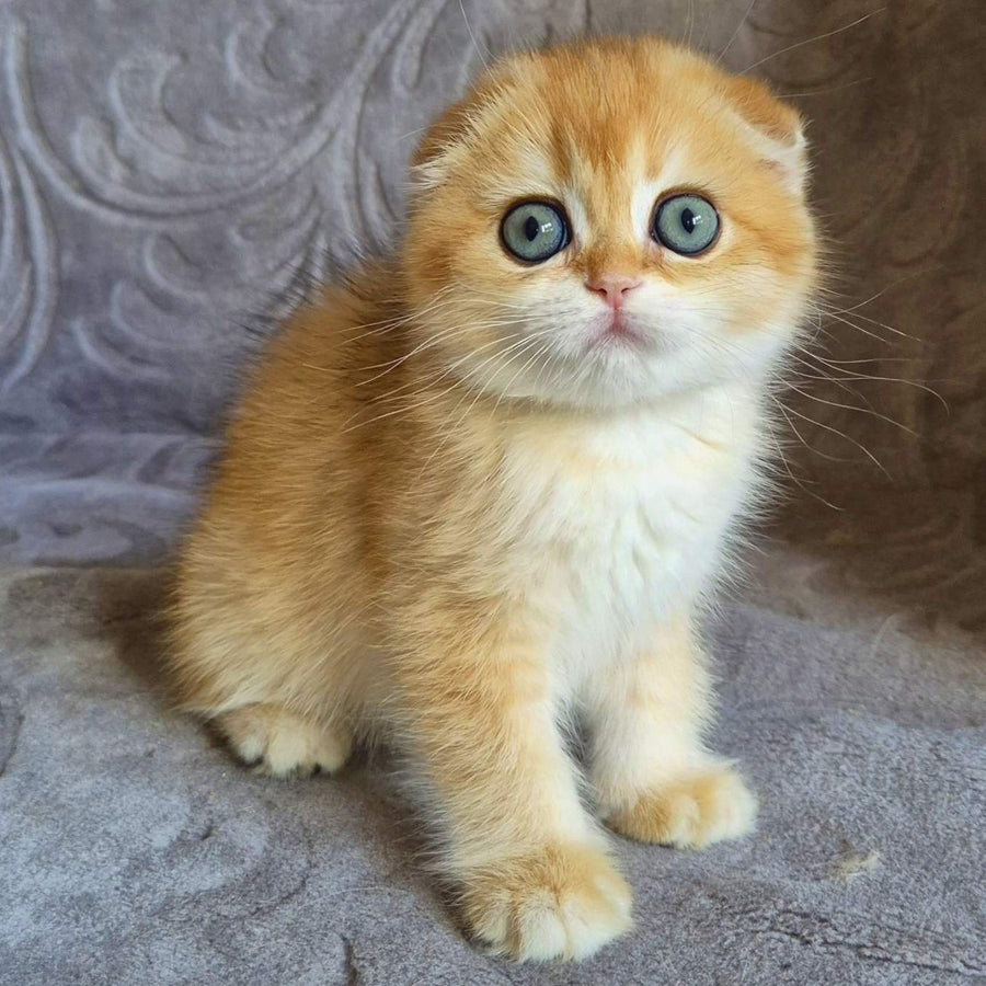 Leyla Scottish Fold female, black golden chinchilla