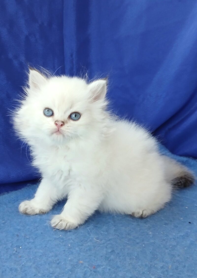 Lotos British Longhair male, black golden shaded pointed