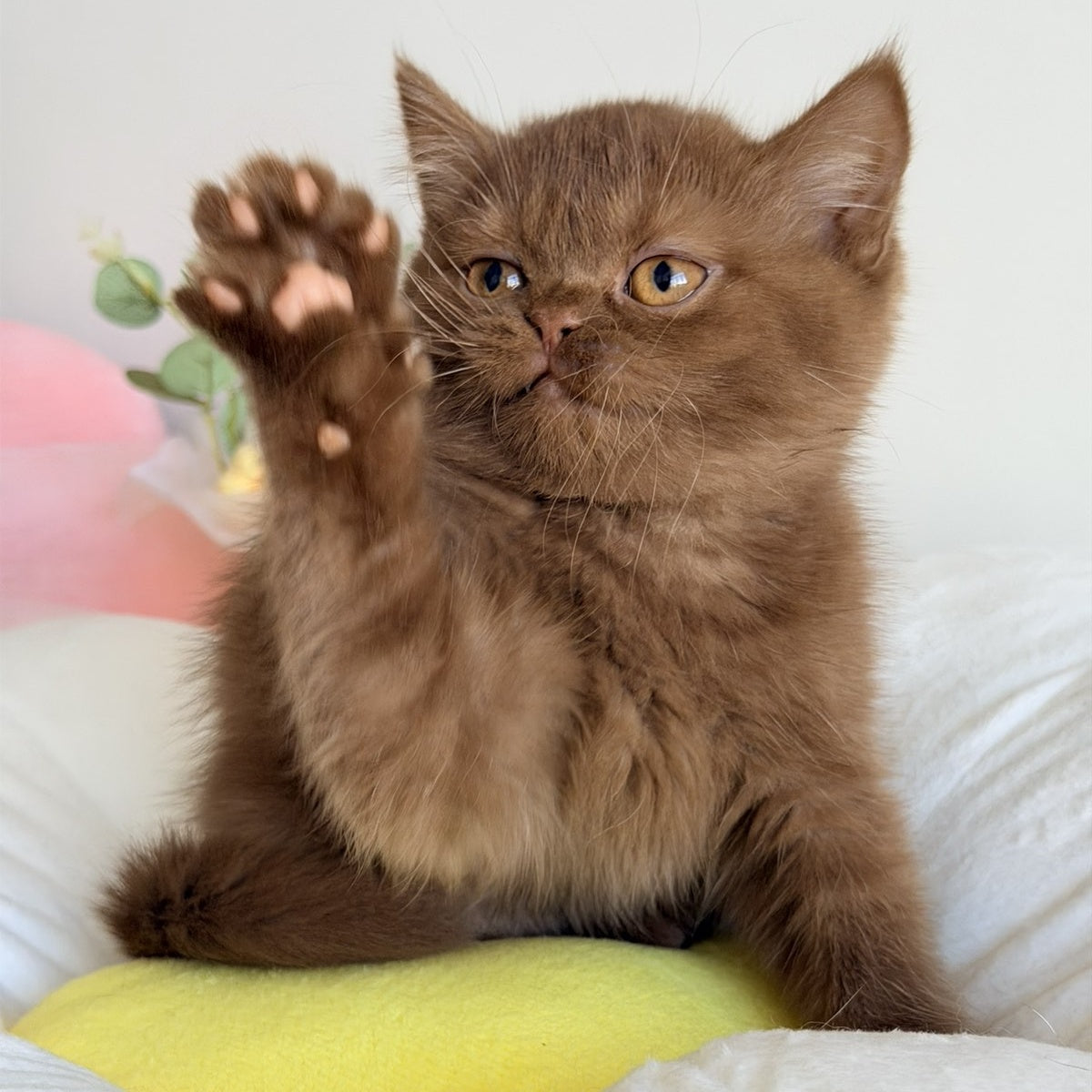 Shelly British Shorthair female, cinnamon