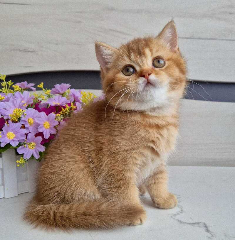 Marta British Shorthair female chocolate golden shaded - live animals