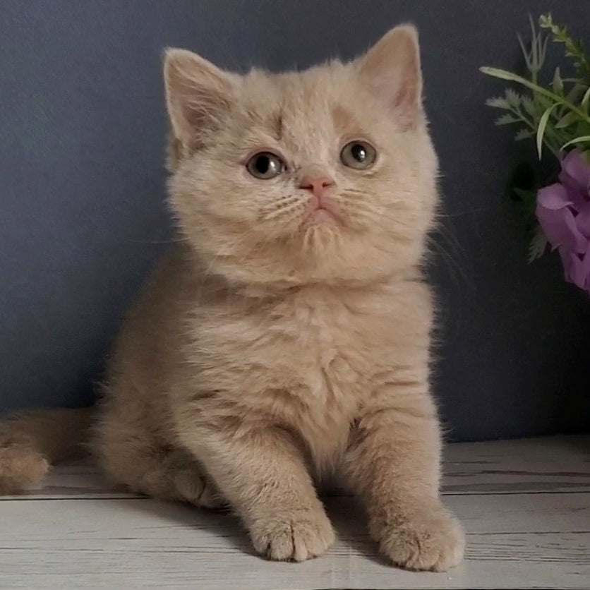 Felicia British Shorthair female, fawn