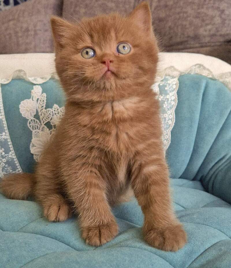 Baksik British Shorthair male cinnamon - live animals